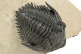 Detailed Metacanthina Trilobite - Lghaft, Morocco #248771-3